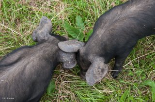 Elevage de porcs et de porcelets en plein air à la Ferme du Pas de l'Aiguille à Chichilianne (Isère)