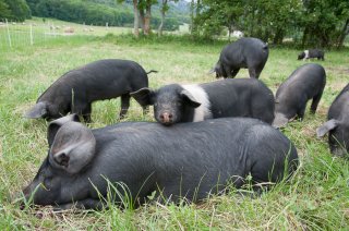 Elevage de porcs et de porcelets en plein air à la Ferme du Pas de l'Aiguille à Chichilianne (Isère)