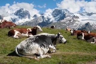 Vaches en alpage sur le plateau d'Emparis devant la Meije