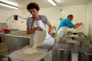 Fabrication du fromage Bleu du Vercors Sassenage, sortie du caillé. Ferme de Roche Rousse à Saint Martin en Vercors.