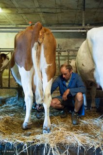 La traite des vaches à la Ferme des Bruyères à la Chapelle en Vercors