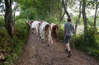 Retour des vaches au pré après la traite. Ferme Les Bruyères à la Chapelle en Vercors