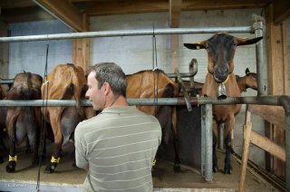 La traite des chèvres. Chèvrerie des Cabrioles à Corrençon en Vercors