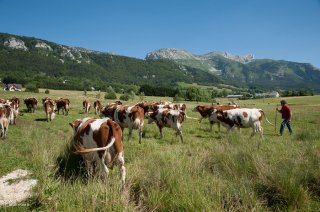 Rentrée des vaches pour la traite du soir. Ferme de la Grand Mèche à Lans en Vercors