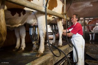 La traite des vaches à la ferme de la Grand Mèche à Lans en Vercors