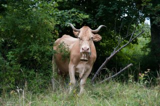 Vache de race Villard de Lans. Ferme des Villardes à Izeron