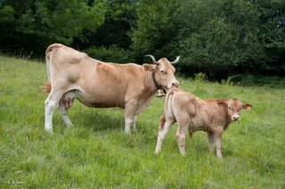 Vache et son veau de race Villard de Lans. Ferme des Villardes à Izeron