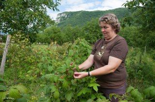 Cueillettes des framboises. Ferme des Villardes à Izeron.