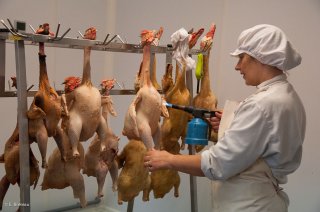 Préparation des canards et des poulets. Ferme des Canards du Vercors à Saint Martin en Vercors