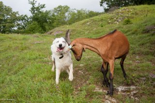 Chien de race Border Collie et chèvre rebelle. La P'tite Ferme à Saint Jean en Royans.