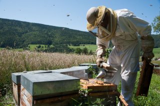 L'apiculteur visite ses ruches. Ferme La Butineuse à Villard de Lans