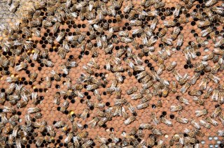Abeilles sur un cadre de la ruche. Ferme de la Butineuse à Villard de Lans