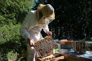 L'apiculteur visite ses ruches. Ferme La Butineuse à Villard de Lans