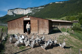 Sortie des oies. Ferme Les Canards du Vercors à Saint Martin en Vercors