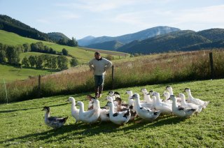 Les canards au pré. Ferme Les Canards du Vercors à Saint Martin en Vercors