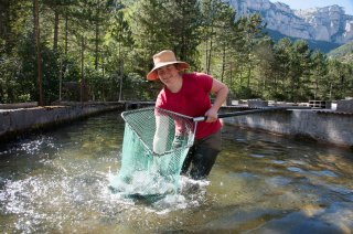 Pêche dans un bassin de la pisciculture des sources de l'Archiane