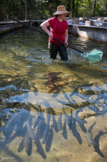 Pêche dans un bassin de la pisciculture des sources de l'Archiane