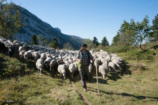 Rassemblement du troupeau de moutons sur l'alpage des Allières. Ferme auberge A la Crecia à Lans en Vercors