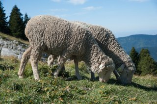 Agneau sur l'alpage des Allières. Ferme auberge A la Crecia à Lans en Vercors