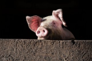 Elevage de porcs et charcuterie artisanale à Saint André en Royans