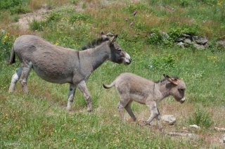 Anesse et ânon de race Sarde