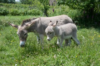 Anesse et ânon de race Sarde