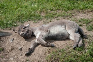 La sieste d'un ânon de race Sarde