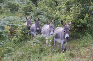 Anesses de race Sarde