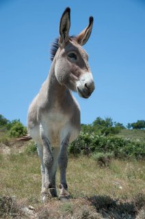 Anesse de Provence