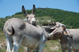 Anesse de Provence