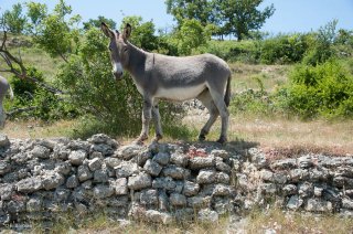 Anesse de Provence