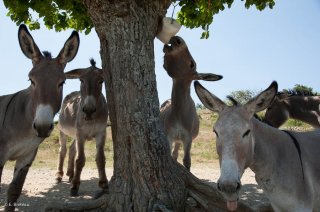 Anesses de Provence