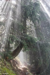 Mélèze sur un sentier de montagne qui mène au sommet du Taillefer