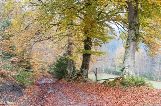 Automne. Sentier de montagne menant à Rochassac sous l'Obiou. Trièves, Isère