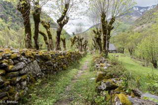 Sentier de montagne longé de murets dans le vallon de Rif Bruyant en Isère