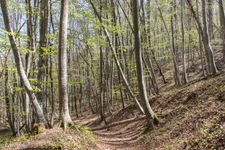 Automne. Sentier de randonnée en sous-bois dans le Trièves. Isère