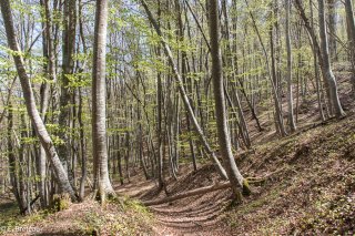 Automne. Sentier de randonnée en sous-bois dans le Trièves. Isère