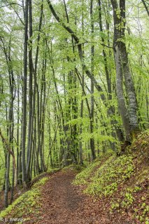 Automne. Sentier de randonnée en sous-bois dans le Trièves. Isère