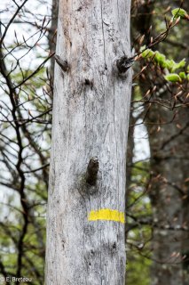 Balisage de sentier de petite randonnée