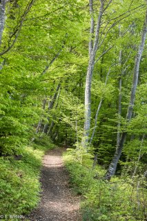 Automne. Sentier de randonnée en sous-bois dans le Trièves. Isère