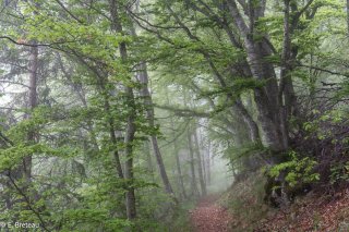 Printemps. Sentier de montagne du Piquet de Nantes qui traverse les hêtres, Matheysine, Isère