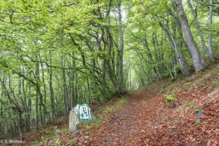 Printemps. Borne forestière le long du sentier de montagne du Piquet de Nantes qui traverse les hêtres, Matheysine, Isère