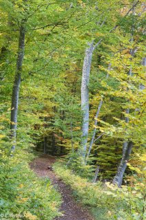 Automne. Sentier de randonnée en sous-bois dans le Trièves. Isère