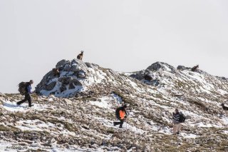 Sentier de randonnée sur le Grand Veymont avec randonneurs et étagnes (bouquetins femelles) dans le Vercors, Isère