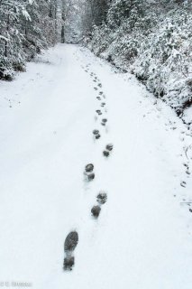 Sentier de randonnée sous le neige vers le Châtel dans le Trièves. Isère
