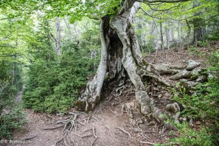 Printemps. Vieux hêtre au tronc creux sur le sentier de montagne dans le cirque d'Archiane. Vercors, Drôme