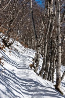 Le sentier de montagne du Piquet de Nantes traverse une forêt de hêtres, Isère