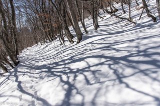 Le sentier de montagne du Piquet de Nantes traverse une forêt de hêtres, Isère