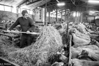 Gérard, éleveur de moutons à Lavaldens