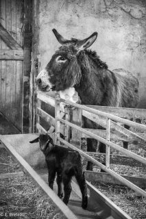 Hiver, l'âne et le chevreau se tiennent au chaud dans la bergerie de Gérard